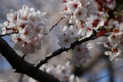 眩桜１