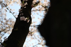 眩桜４
