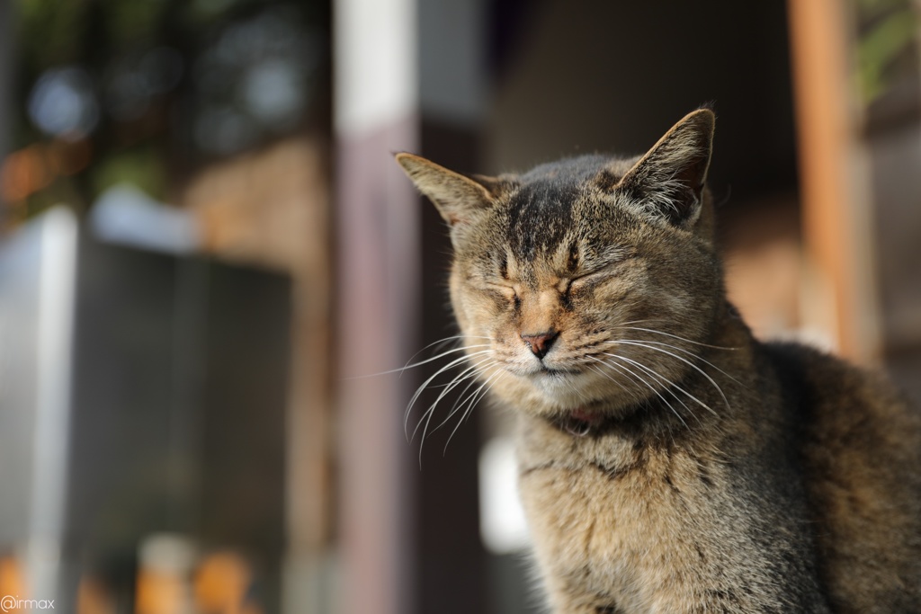 江ノ島の猫2017