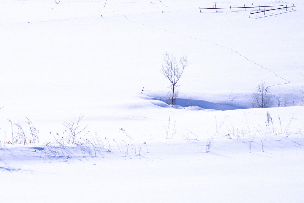 寒緩む季節 雪原