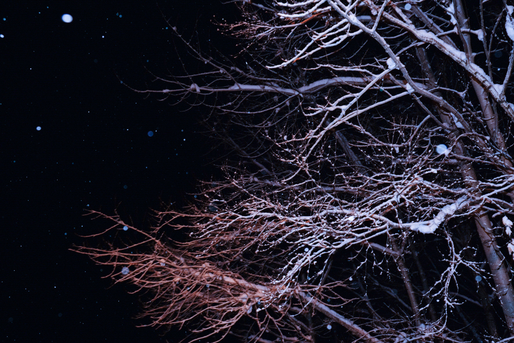 枝雪 Ⅲ
