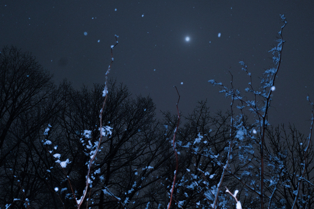 枝雪 満月の夜