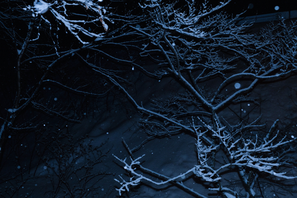 枝雪 Ⅱ