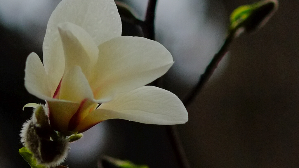 こぶしの花言葉