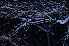 枝雪