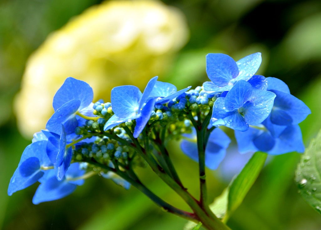 紫陽花