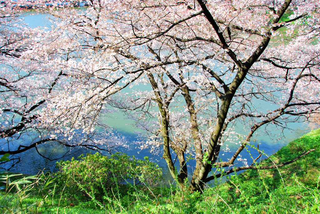 手鳥ヶ淵