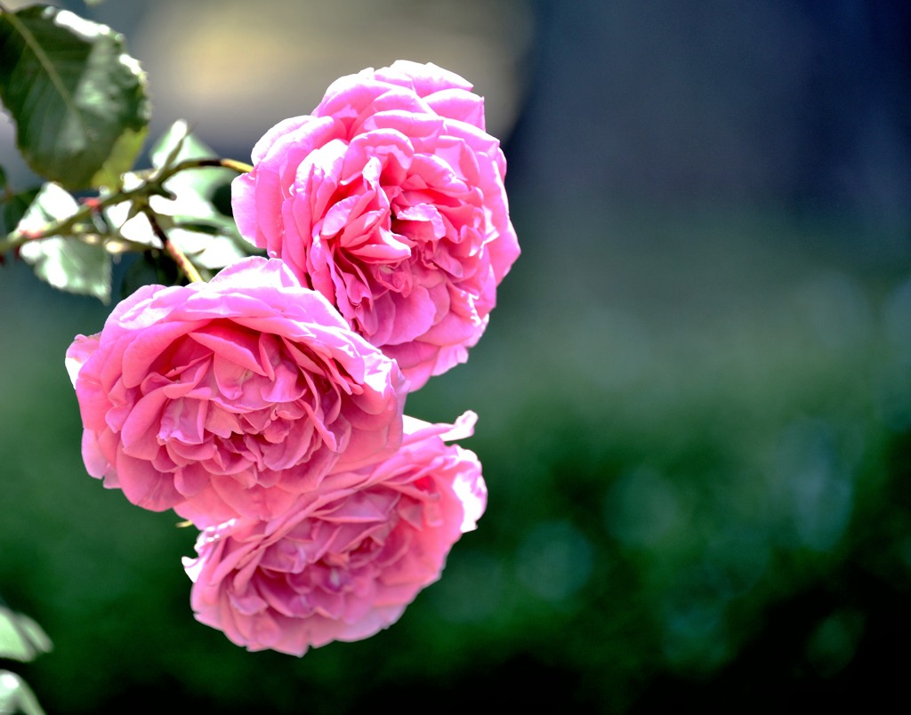 群馬　薔薇園
