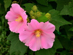 芙蓉２