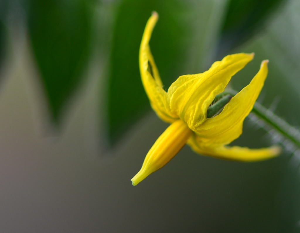 ミニトマトの花