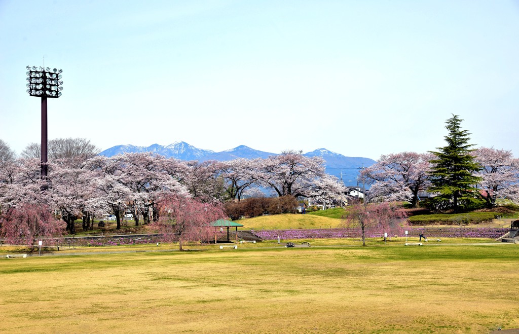 矢板　長峰公園　桜３