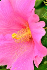 芙蓉１