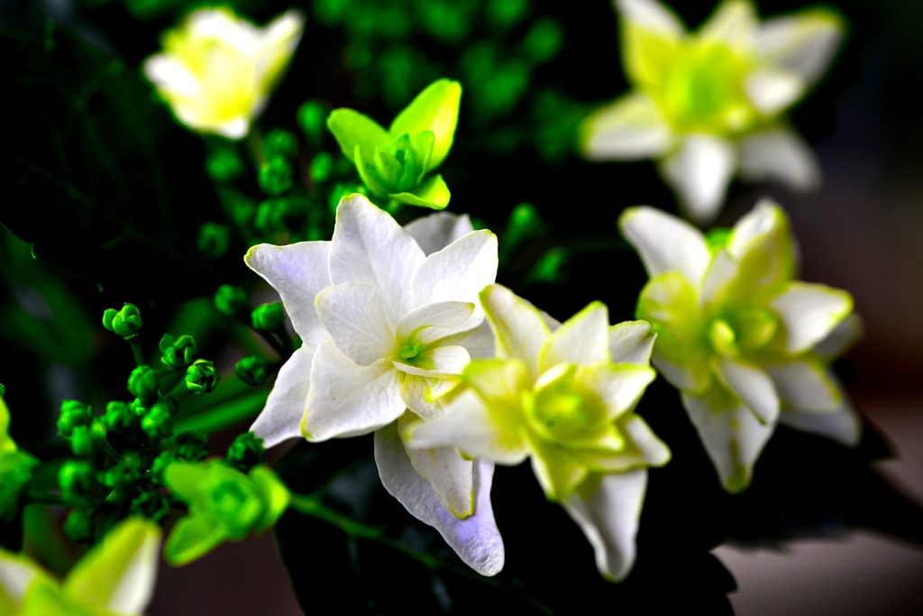 ガクアジサイ　隅田の花火