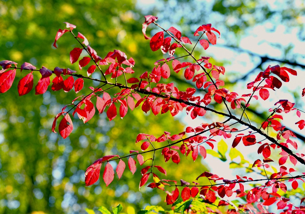 紅葉の始まり