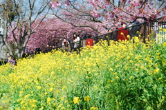 桜　菜の花