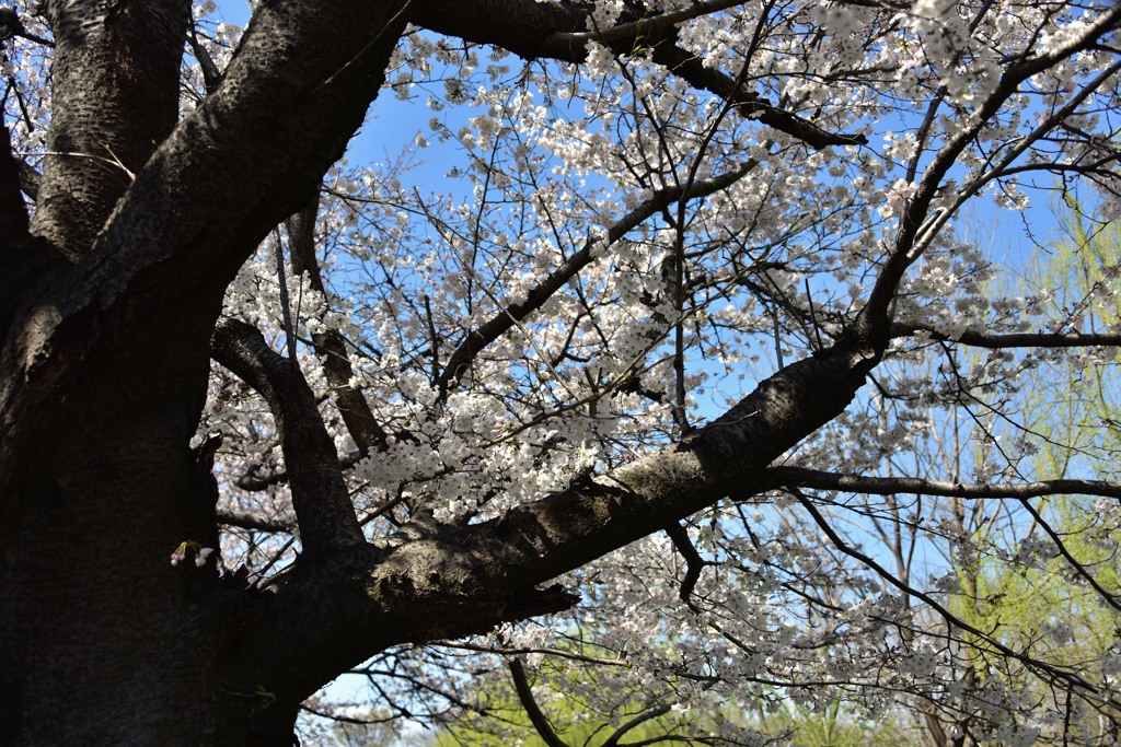 満開