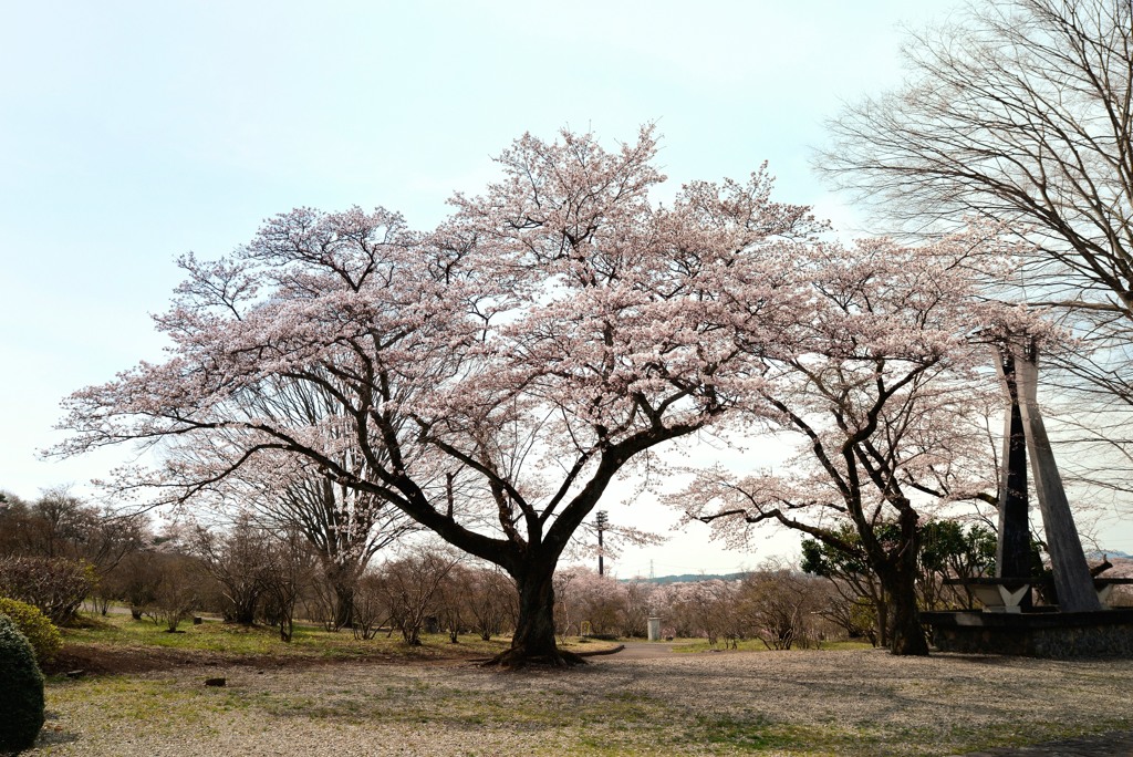 矢板　長峰公園　桜１