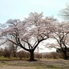 矢板　長峰公園　桜１