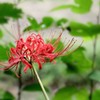 彼岸花２