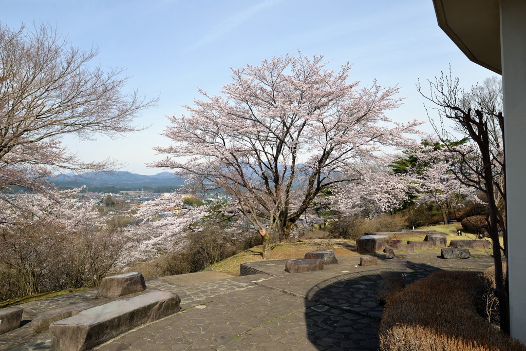 矢板　長峰公園　桜２