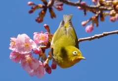 河津さくら　メジロ