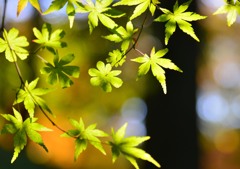 野火止　平林寺
