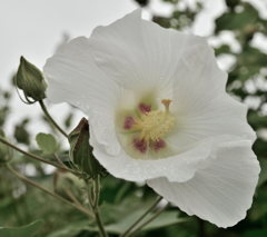 芙蓉３