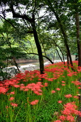 曼珠沙華