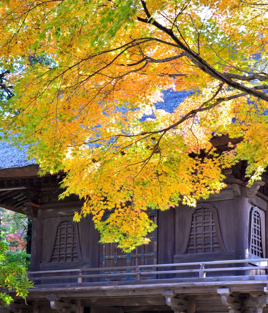 野火止　平林寺