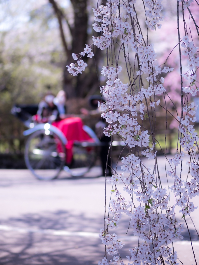 枝垂れ桜の向こう