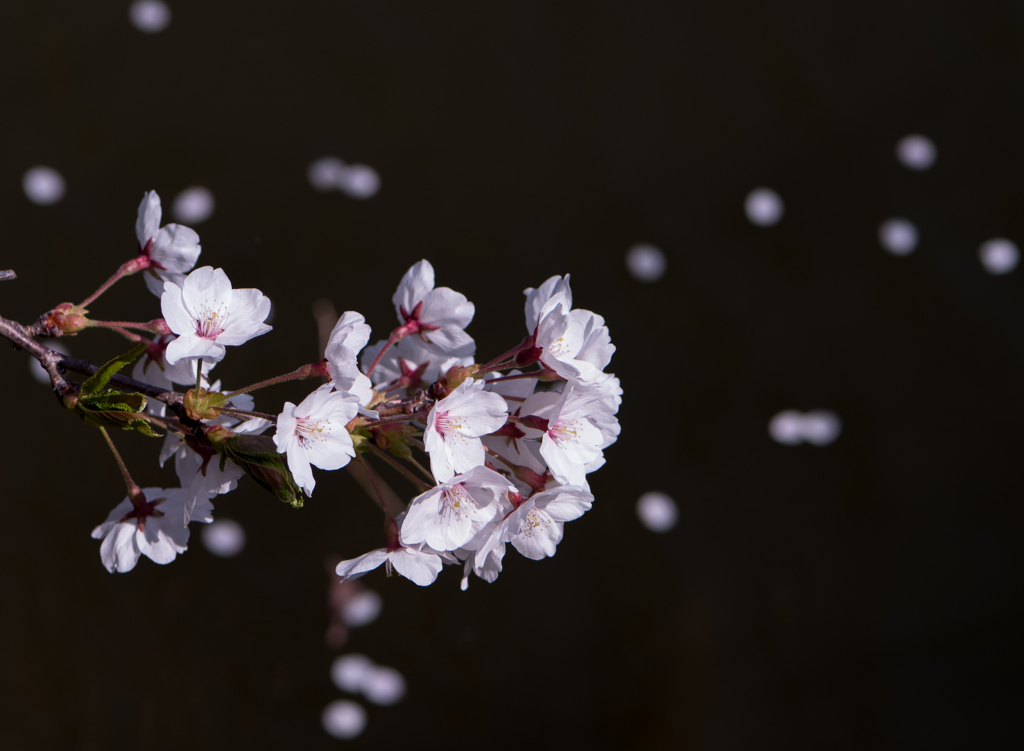 散る花びら