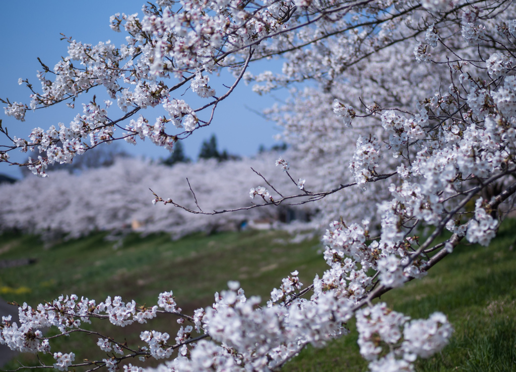 桜並木