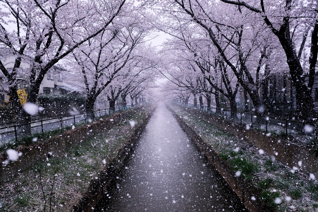 春の大雪