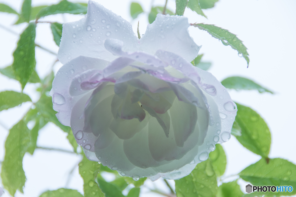 雨上がり