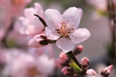 桃も咲いてます