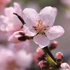桃も咲いてます