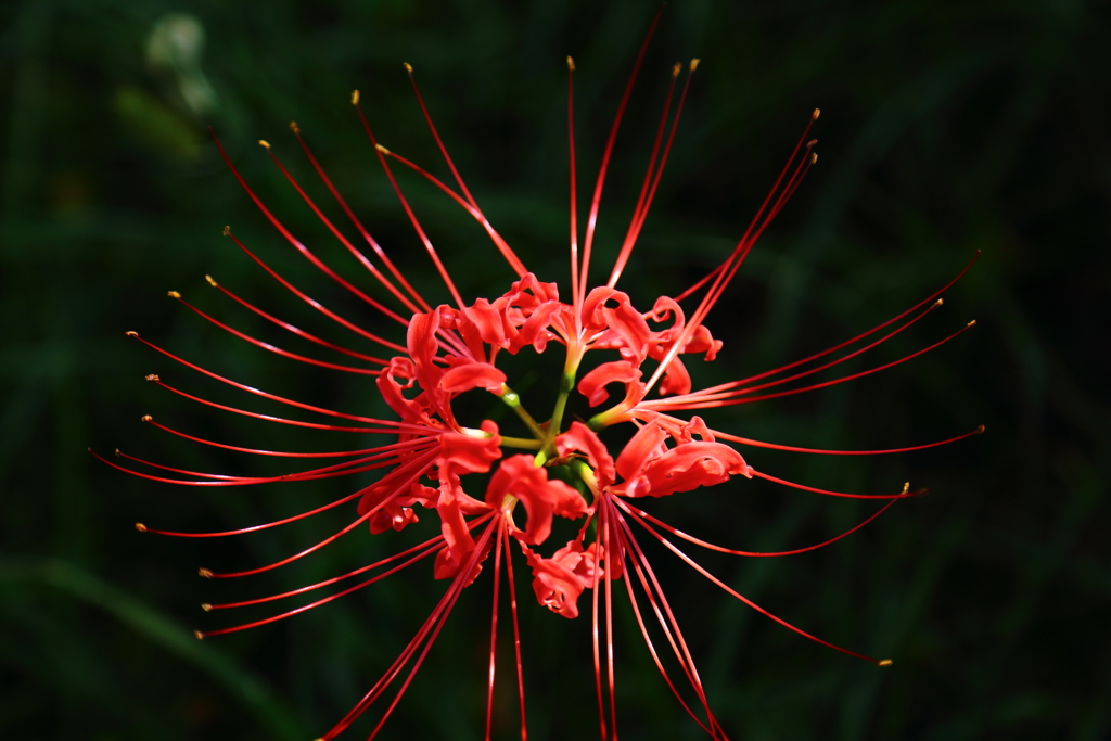 曼珠沙華