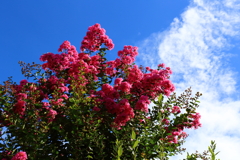 百日紅の花