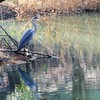 池の畔にたたずんで