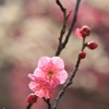 今年も咲きました　04