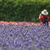 ラベンダーと麦わら帽子の女性