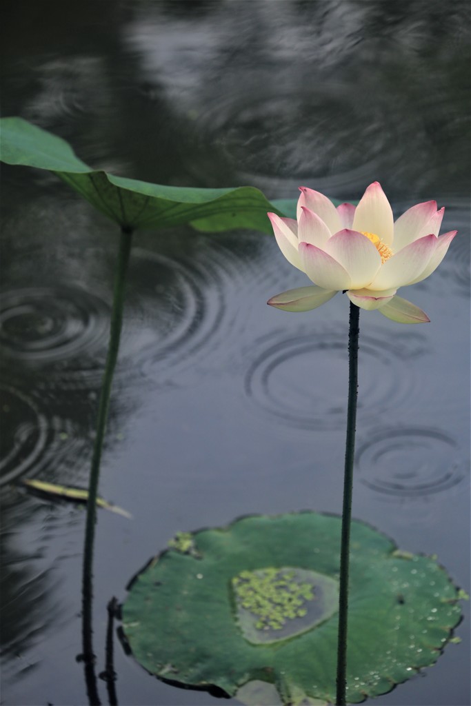 雨の蓮池