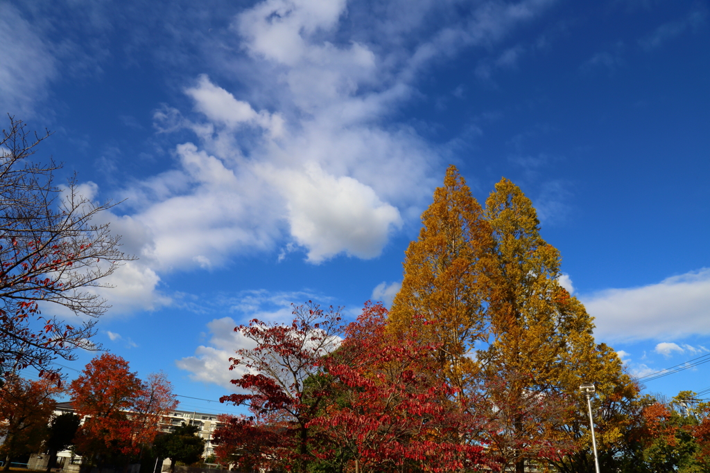 秋の空にそびえるメタセコイア