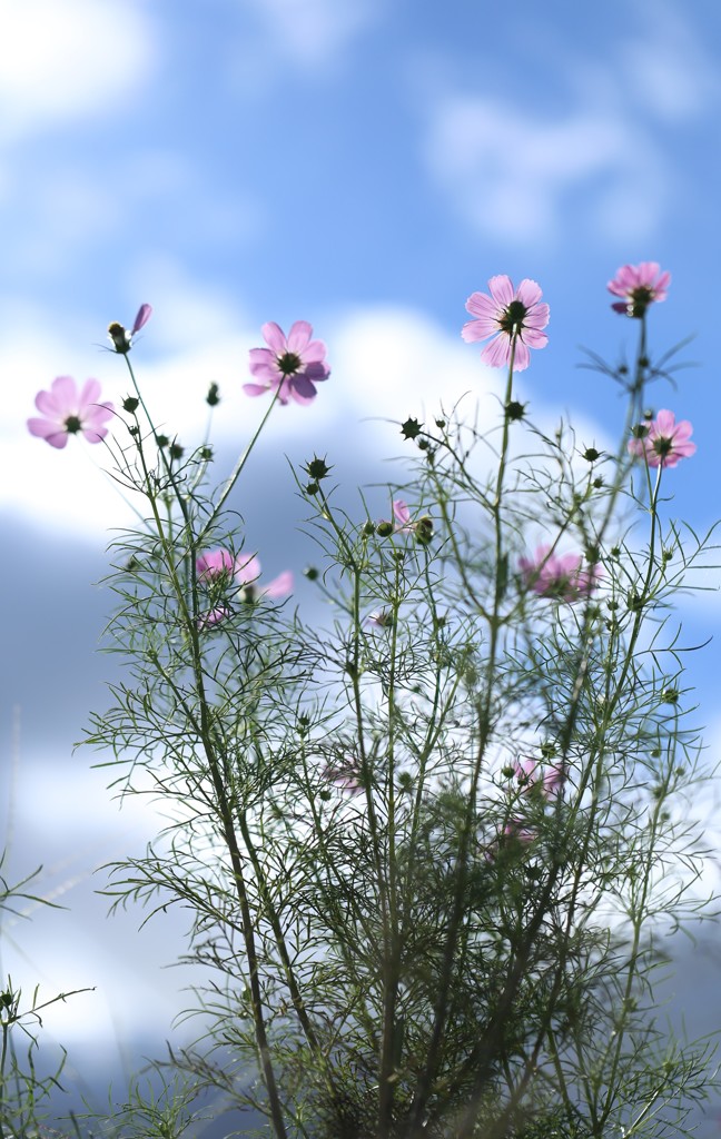 秋桜