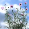 秋桜