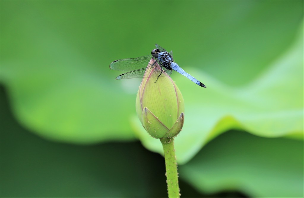 蓮の蕾にトンボが一休み