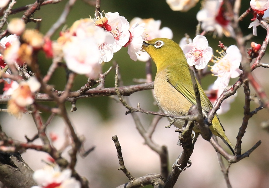 梅にチュッ！