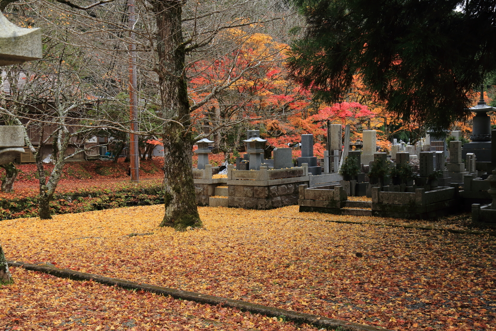 高野山　紅葉　NO2