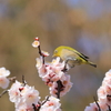 春の予感　Ⅲ