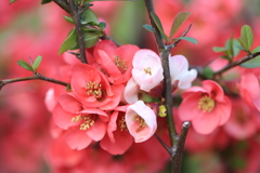 ボケの花　1